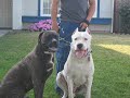 Argentine Dogos Argentine Dogos