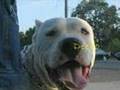 Argentine-Dogos