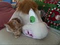 This is our kitten playing inside Ned's Head.