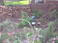 Click here to watch this video backyard groundhogs squirrels 2