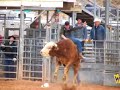 My 8 second Bull ride, and I got Hung up afterwards. My 8 second Bull ride, and I got Hung up afterwards.