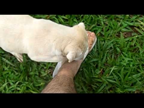 زب وكس
