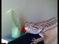 Pogona