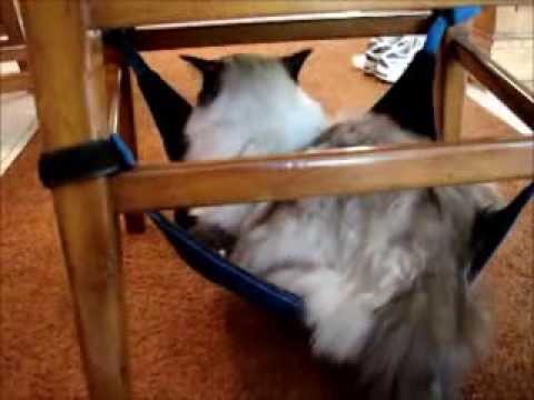 Kitty Cradle Cat Hammock Product Review 0 Kitty Cradle Cat Hammock Product Review