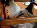 Ragdoll Cat on Cat Hammock by Kitty Cradle - ねこ - ラグドール - Floppycats