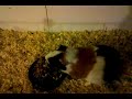 Fat piggy