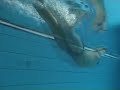 bari 2007 mondiali pinnato Figini Stefano bari 2007 mondiali pinnato Figini Stefano