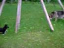 puppies