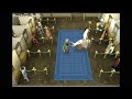 Zamorak GWD WALL GLITCH Duo {Shottix}