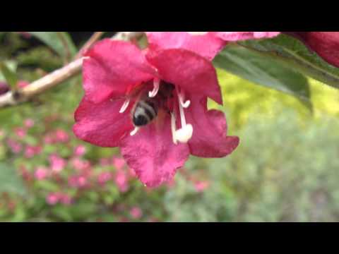 how to fertilize weigela bush