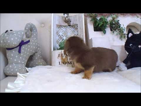 YouTube Preview Image