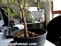 Bonsai ficus