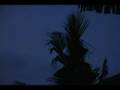 Miracle at Kg Masak, Keningau: cross on coconut tree