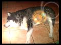 chien hommage a laskana chien hommage a laskana