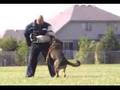 Schutzhund North Central Regional