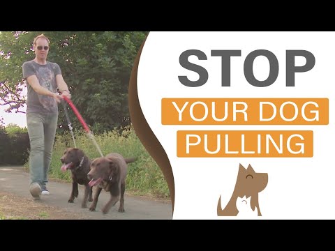 dog training - http://www.dogtraininginlondon.co.uk/ A training video on how to teach your dog to walk to heel. A gentle method which has no need for gadgets, tools or dema...