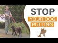 Training your dog to heel on a loose leash: Dog training In London (HD)