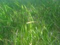 Seagrass meadow