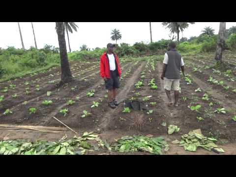 how to transplant eggplant
