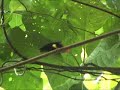 Red Cap Manakin Moonwalk Red Cap Manakin Moonwalk