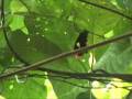Red Cap Manakin Moonwalk