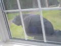 lauren pushing danielle in a bush at abbeys (;