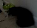 kitten playing with stuff