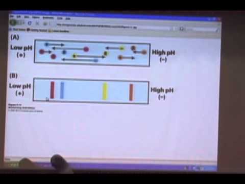 how to isolate protein from sds-page