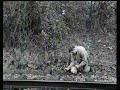 Bomb on railway track!