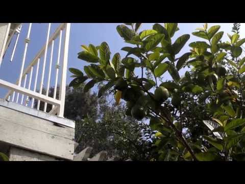 how to harvest guava