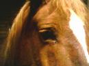 Sweet Epona