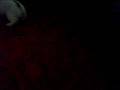 videos de 2 wekks and 1 day old baby rabbits