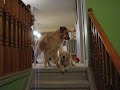 Sawyer's Frustration