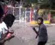 pelea de perros salvaje 