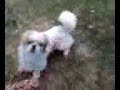 MaxDog - Pekingese MaxDog - Pekingese