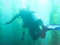 SCUBA Diving at Catalina SCUBA Diving at Catalina