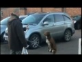 Dog balances on a chain - Ozzy does tricks