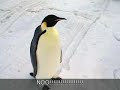 Penguin show part 1 season 1 Penguin show part 1 season 1