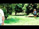 Brazilian Nature Trip   - Vol 1