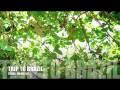 Brazilian Nature Trip   - Vol 1