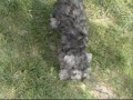 Miniature Schnauzer Puppies! Miniature Schnauzer Puppies!