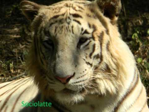 WHITE TIGER