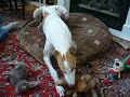 Riley plays with his THIRD Greytalk SS Squeeky