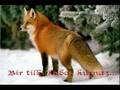 Animal Videos - An animal