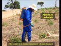 Viveiro de Mudas Eucalipto Pinus Implantação Florestal Viveiro de Mudas Eucalipto Pinus Implantação Florestal