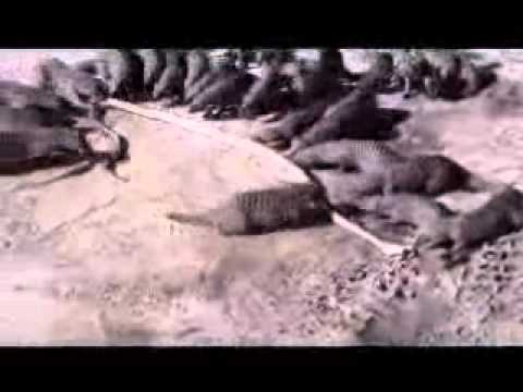 mongoose - This is how Mongoose in the Okavango Delta would attack snakes!!!