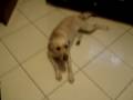 videos de Luna Manhosa