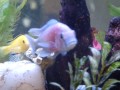 My Aquarium - African Cichlids Lake Malawi & TANGANYIKAN