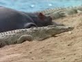 Hippo Vs Crocodile at the water hole Killing Frenzy..