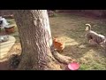 Cute Cat vs. Sheltie Puppy Cute Cat vs. Sheltie Puppy